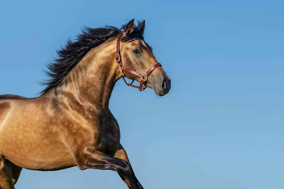 Gamma-oryzanol voor spieren