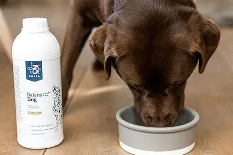 Hond labrador Balanstri Effektri voer eten