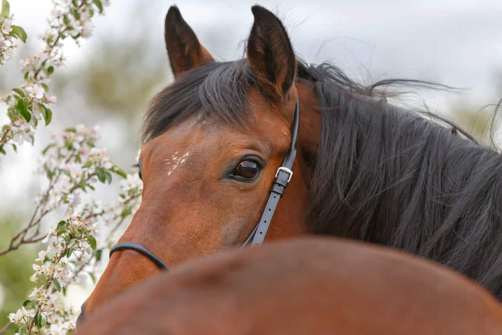 Mijn paard heeft artrose, wat nu?