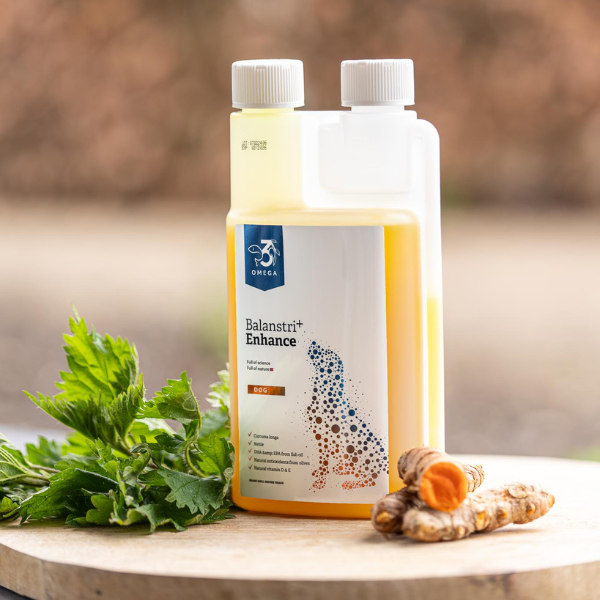 Balanstri Enhance Kurkuma dog